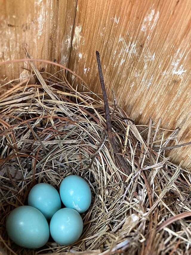 Eastern bluebird eggs fill a nest waiting to hatch at the USDA Forest Service by Rick Turcotte is available through Public Domain.